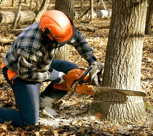 Tree Removal in Auburn, NH